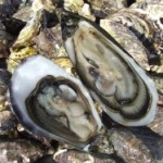 oysters 150x150 Foods that Fuel Your Sex Drive